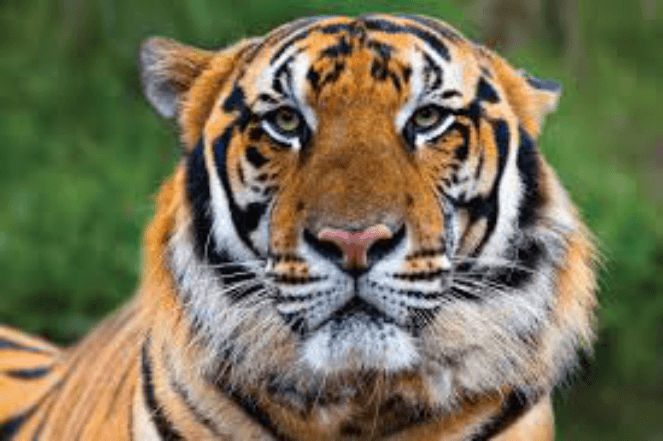 A serious orange and black striped tiger staring at the wild animal photographer's camera 